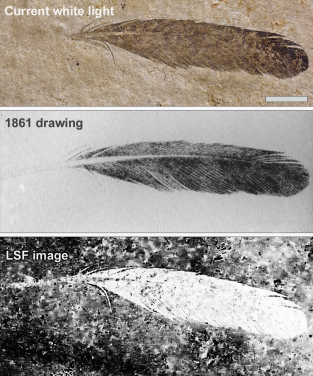 The isolated Archaeopteryx feather is the first fossil feather ever discovered. Top image, the feather as it looks today under white light. Middle image, the original drawing from 1862 by Hermann von Meyer. Bottom image, Laser-Stimulated Fluorescence (LSF) showing the halo of the missing quill. Scale bar is 1cm.